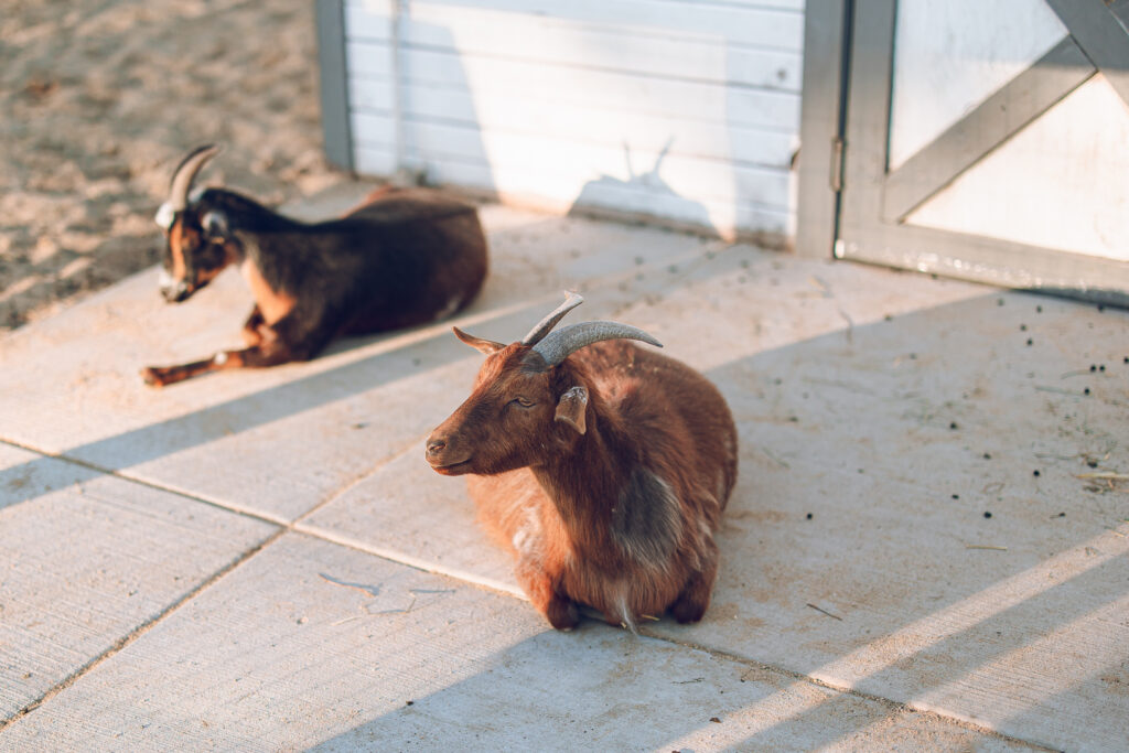 A nontraditional farm wedding at Navarro Farm in Frankfort, Illinois