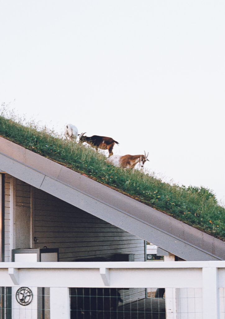 A nontraditional farm wedding at Navarro Farm in Frankfort, Illinois