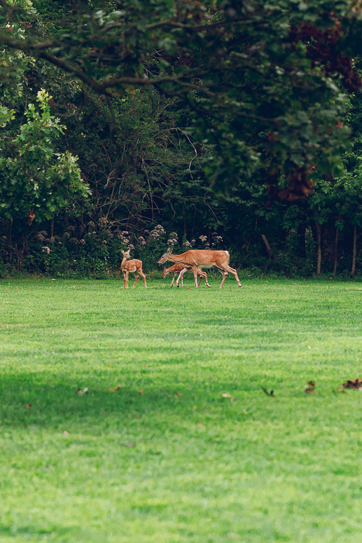 A queer couple celebrates their wedding at The Grove Redfield Estate in Glenview, Illinois.